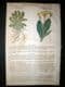 Gerards Herbal 1633 Hand Col Botanical Print. Primrose, Primula | Albion Prints